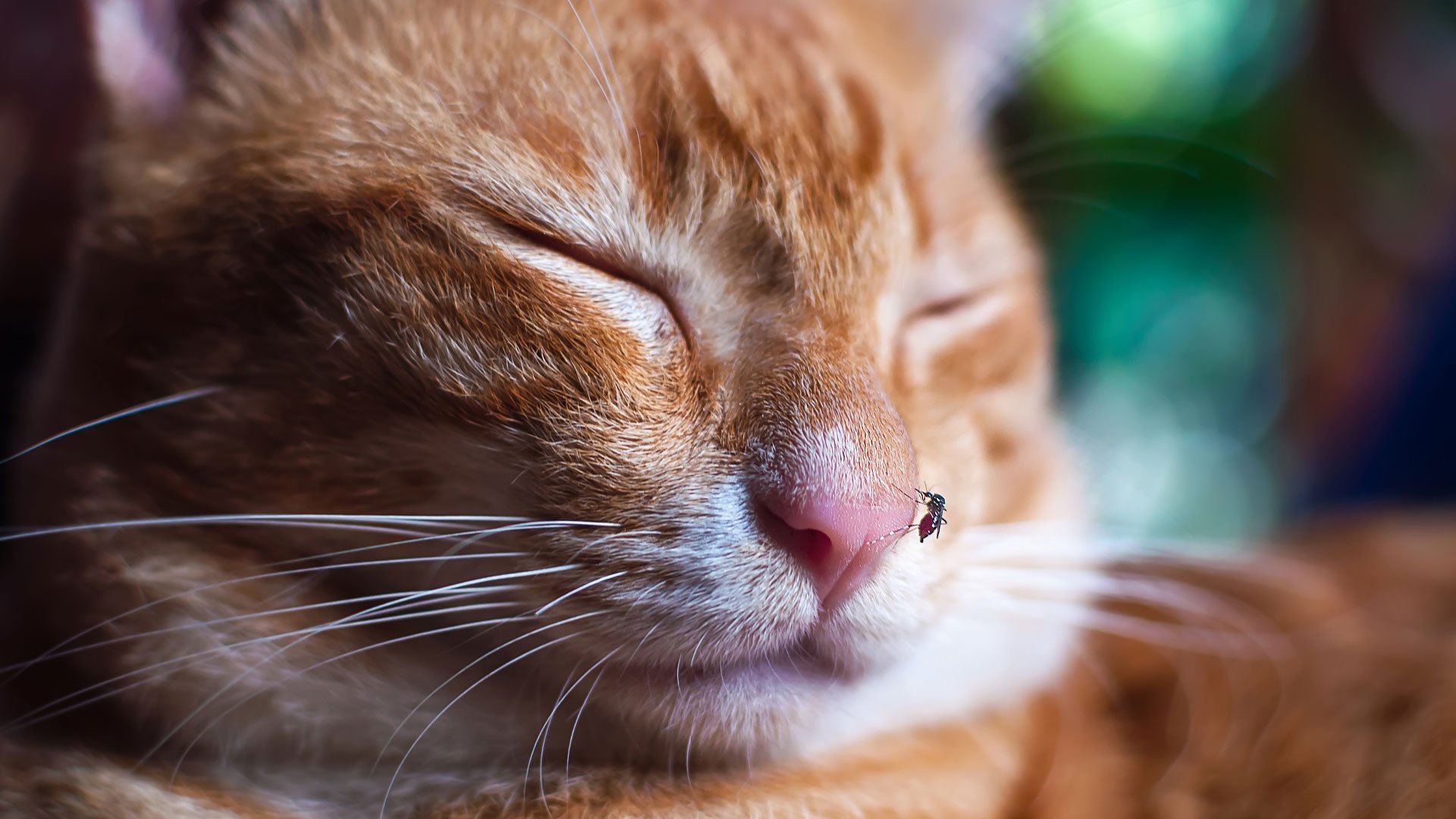 Mosquitoes and Pets: What You Need to Know