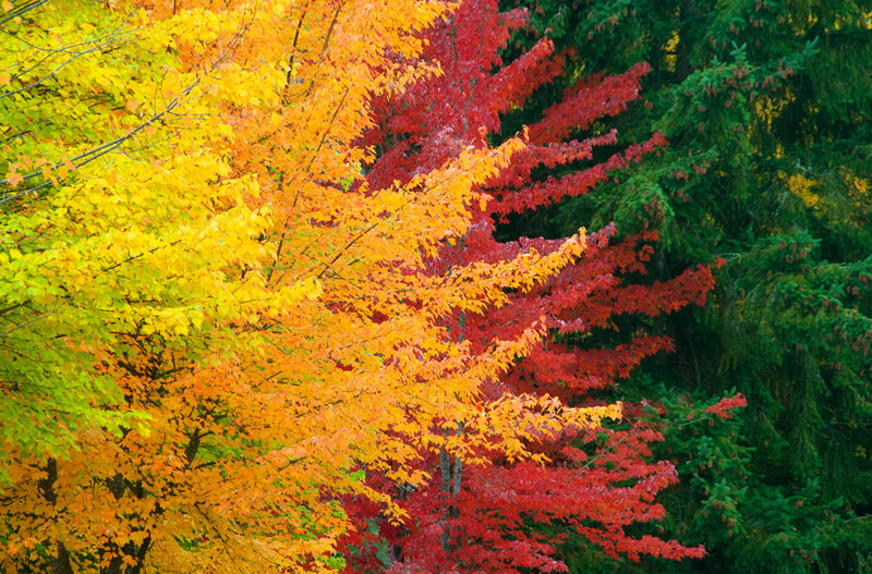 The Changing Colors Of Leaves Explained