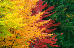 blog-images-800x527_changing-leaves