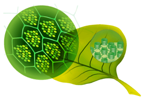 chlorophyll illustration